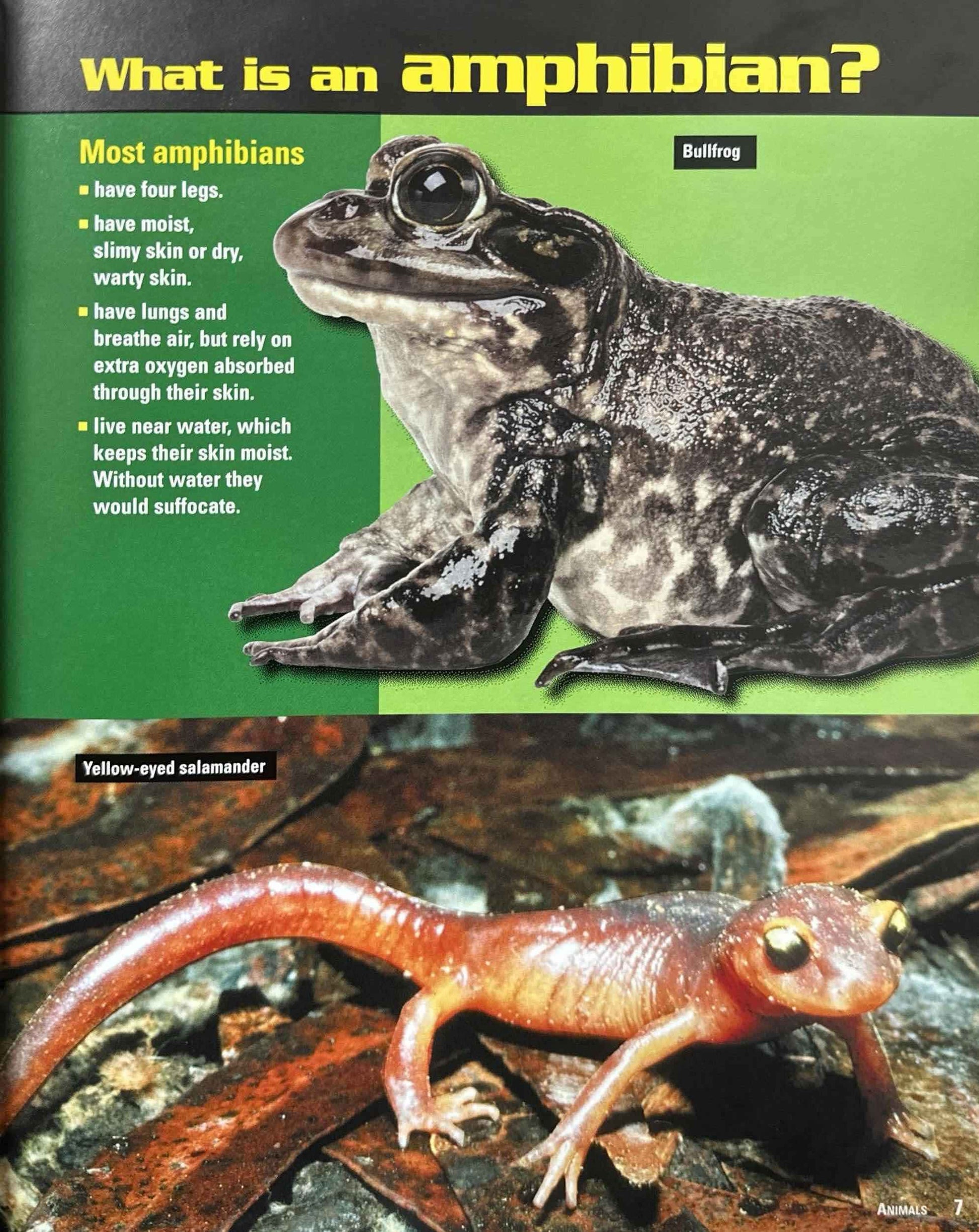 Young Discoverer Series : Animals